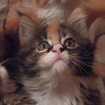 Kociak Maine Coon