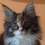 Kociak Maine Coon