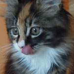 Kociak Maine Coon