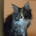 Kociak Maine Coon