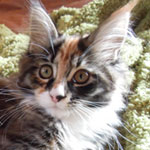 Kociak Maine Coon