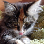 Kociak Maine Coon