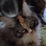 Kociak Maine Coon