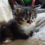 Kociak Maine Coon