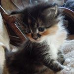 Kociak Maine Coon