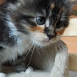 Kociak Maine Coon
