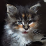 Kociak Maine Coon