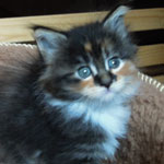 Kociak Maine Coon