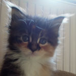 Kociak Maine Coon