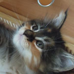 Kociak Maine Coon