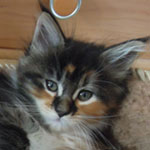 Kociak Maine Coon
