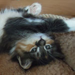 Kociak Maine Coon