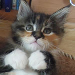 Kociak Maine Coon