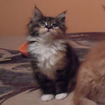 Kociak Maine Coon