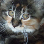 Mała Gajka - Maine Coon