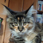 Kociak Maine Coon