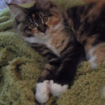 Kociak Maine Coon