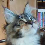 Kociak Maine Coon