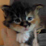 Kociak Maine Coon