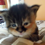 Kociak Maine Coon