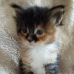 Kociak Maine Coon