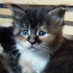 Kociak Maine Coon