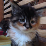 Kociak Maine Coon