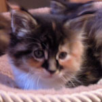 Kociak Maine Coon