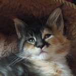 Kociak Maine Coon