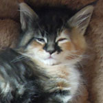 Kociak Maine Coon