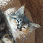 Kociak Maine Coon