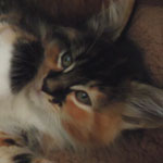 Kociak Maine Coon