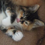 Kociak Maine Coon