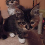 Kociak Maine Coon