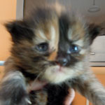 Kociak Maine Coon