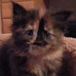 Kociak Maine Coon
