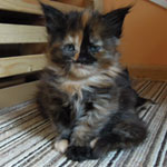 Kociak Maine Coon