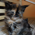 Kociak Maine Coon