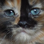 Kociak Maine Coon