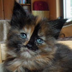 Mała Gracja - Maine Coon