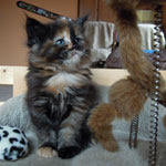 Kociak Maine Coon