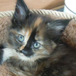 Kociak Maine Coon