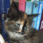 Kociak Maine Coon