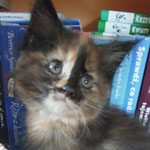 Kociak Maine Coon