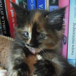 Kociak Maine Coon