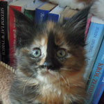 Kociak Maine Coon