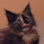Kociak Maine Coon