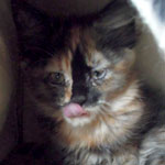 Kociak Maine Coon