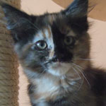 Kociak Maine Coon