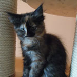 Kociak Maine Coon